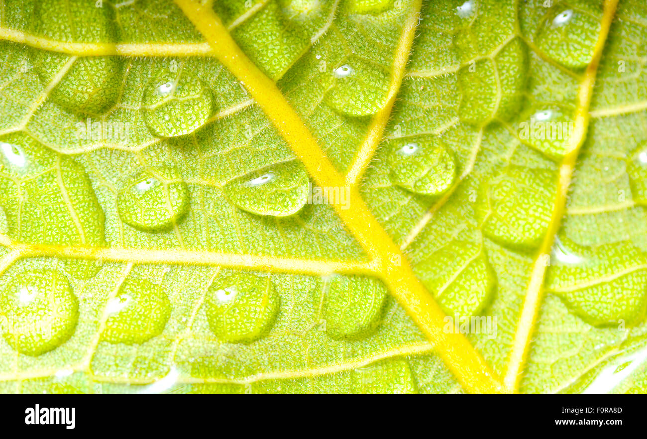 Makroaufnahme von der Rückseite eines Blattes mit Tautropfen auf Sie Stockfoto