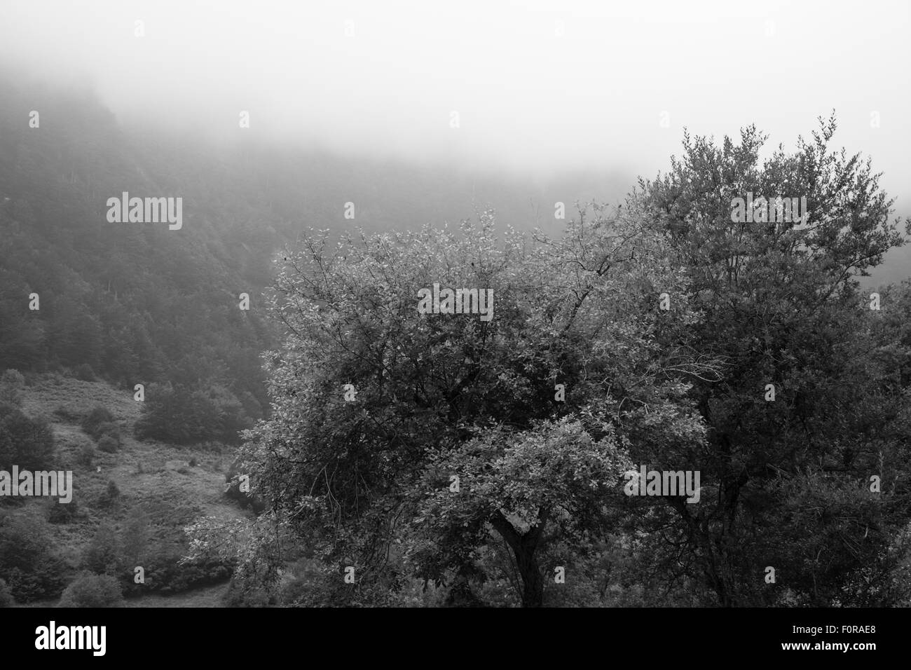 Wald und Bäume in den Pyrenäen Frankreich Europa Stockfoto