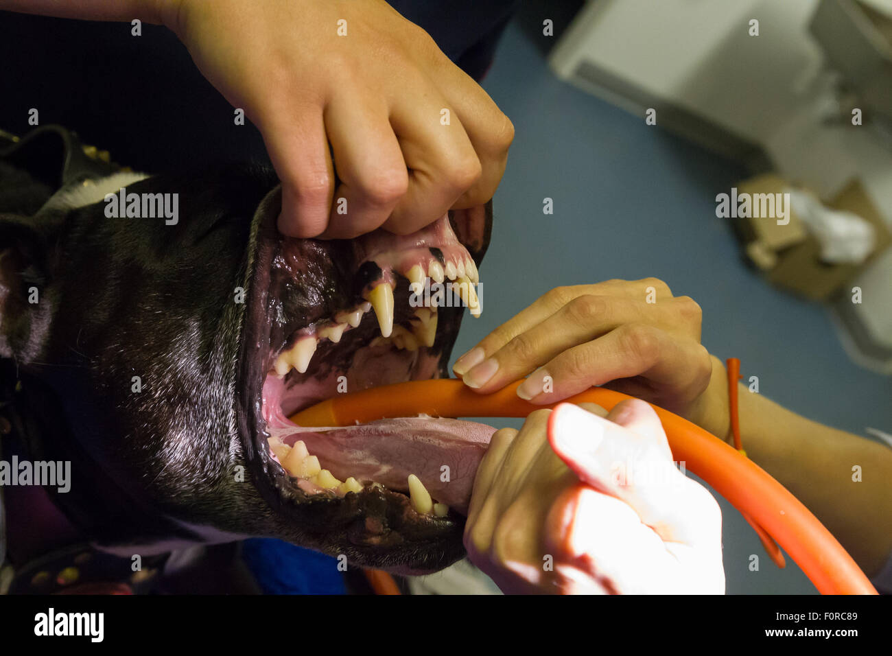 Ein Staffordshire Bull Terrier ist mit einen endotracheal Schlauch vor der Operation intubiert. Stockfoto