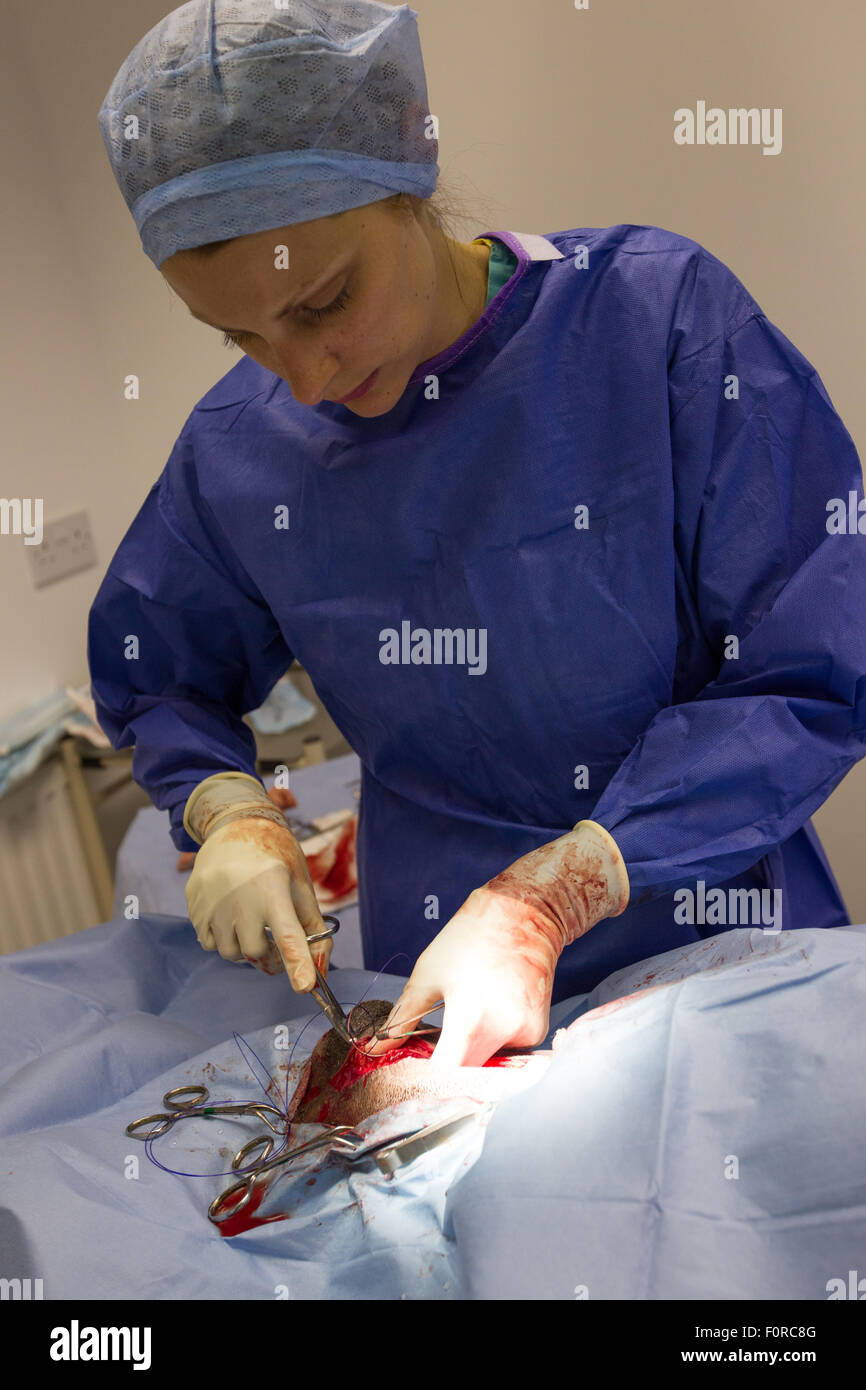 Ein Tierarzt Nähte eine Wunde während der Bauchchirurgie. Stockfoto