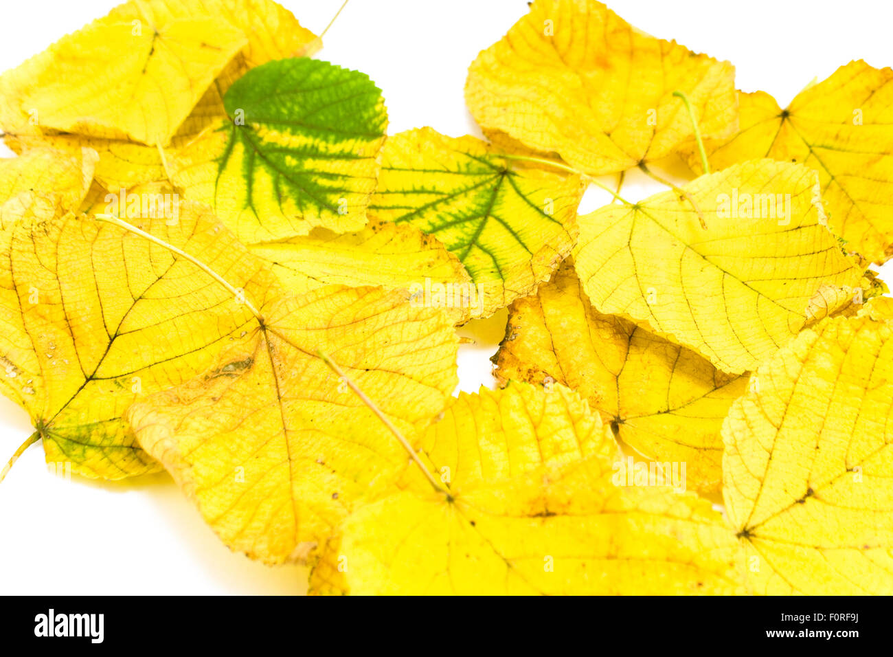 Gelbes Herbstlaub, isoliert auf weiss Stockfoto