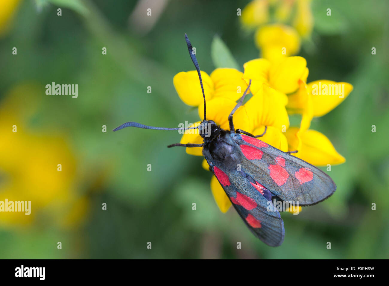 Fünf-Punkt Burnet Motten, (Zygaena Trifolii), am Vogel's – Foot Trefoil, (Lotus Corniculatus), Marazion Marsh RSPB Reserve, Cornwall, Stockfoto