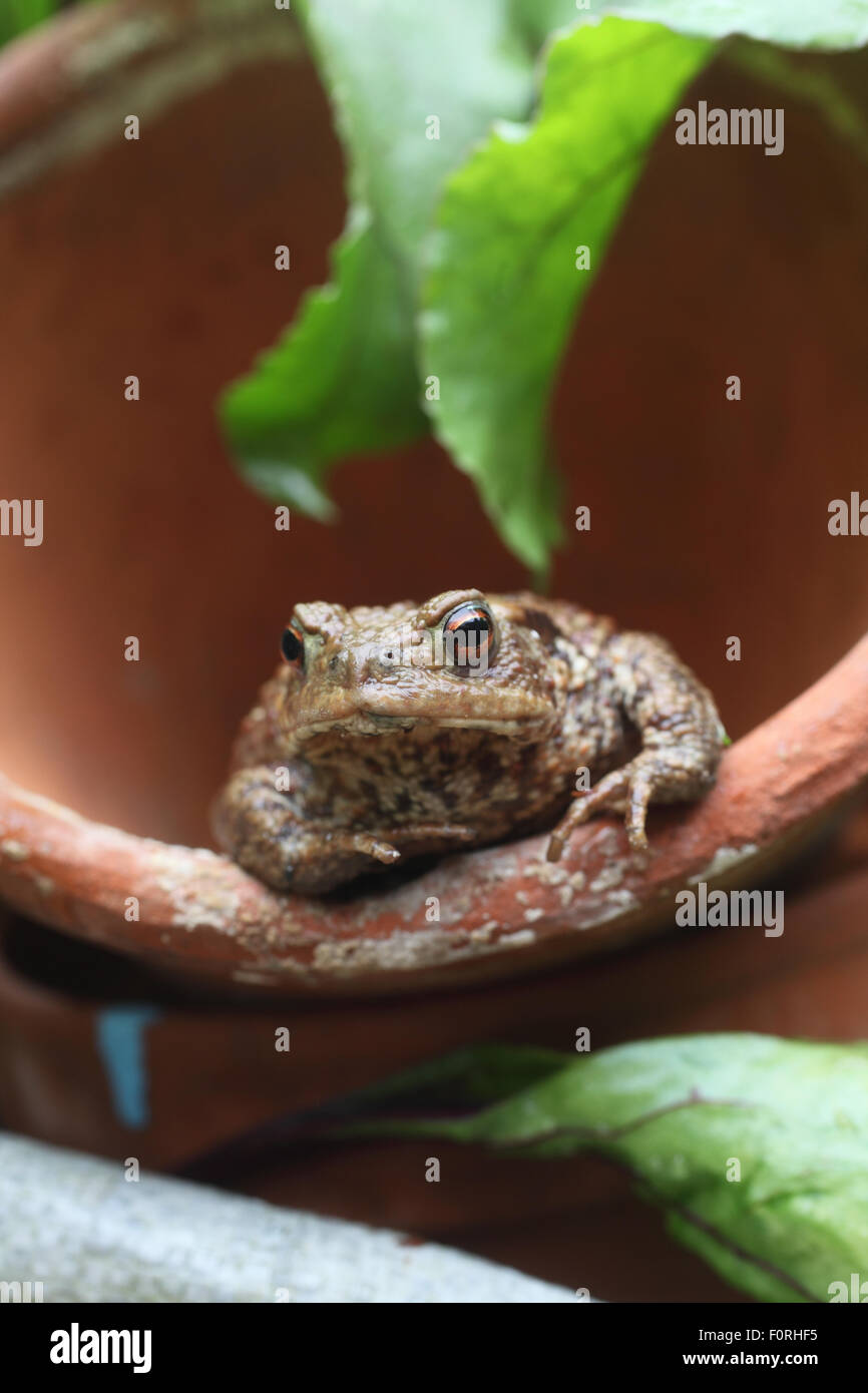 Gemeinsamen Kröte Bufo Bufo sitzt in Flower Pot-Vorderansicht Stockfoto