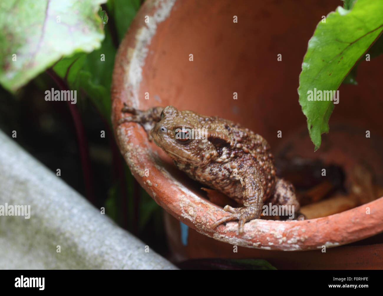 Gemeinsamen Kröte Bufo Bufo sitzt in Flower Pot-Seitenansicht Stockfoto