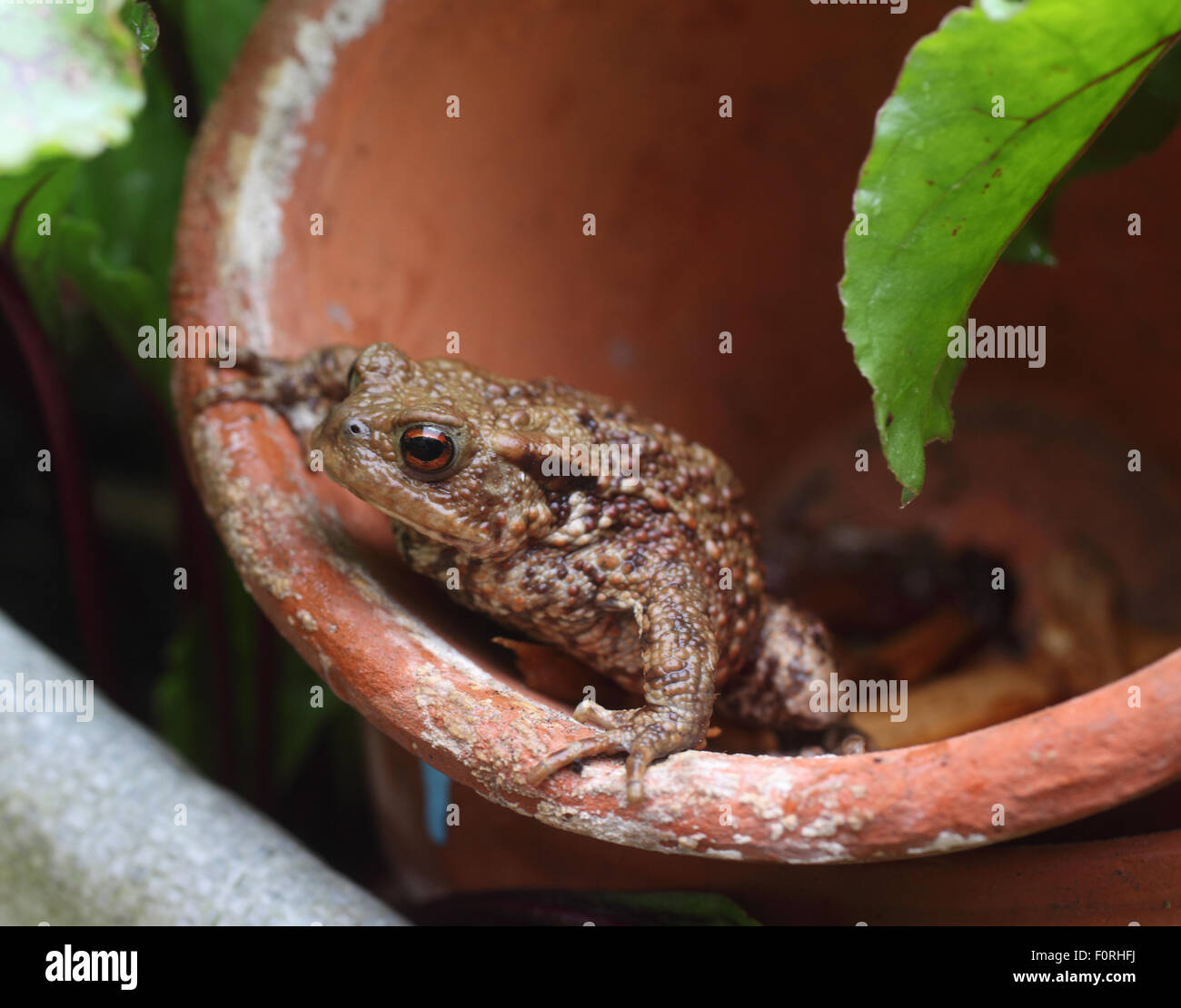 Gemeinsamen Kröte Bufo Bufo klettern aus Flower Pot-Seitenansicht Stockfoto
