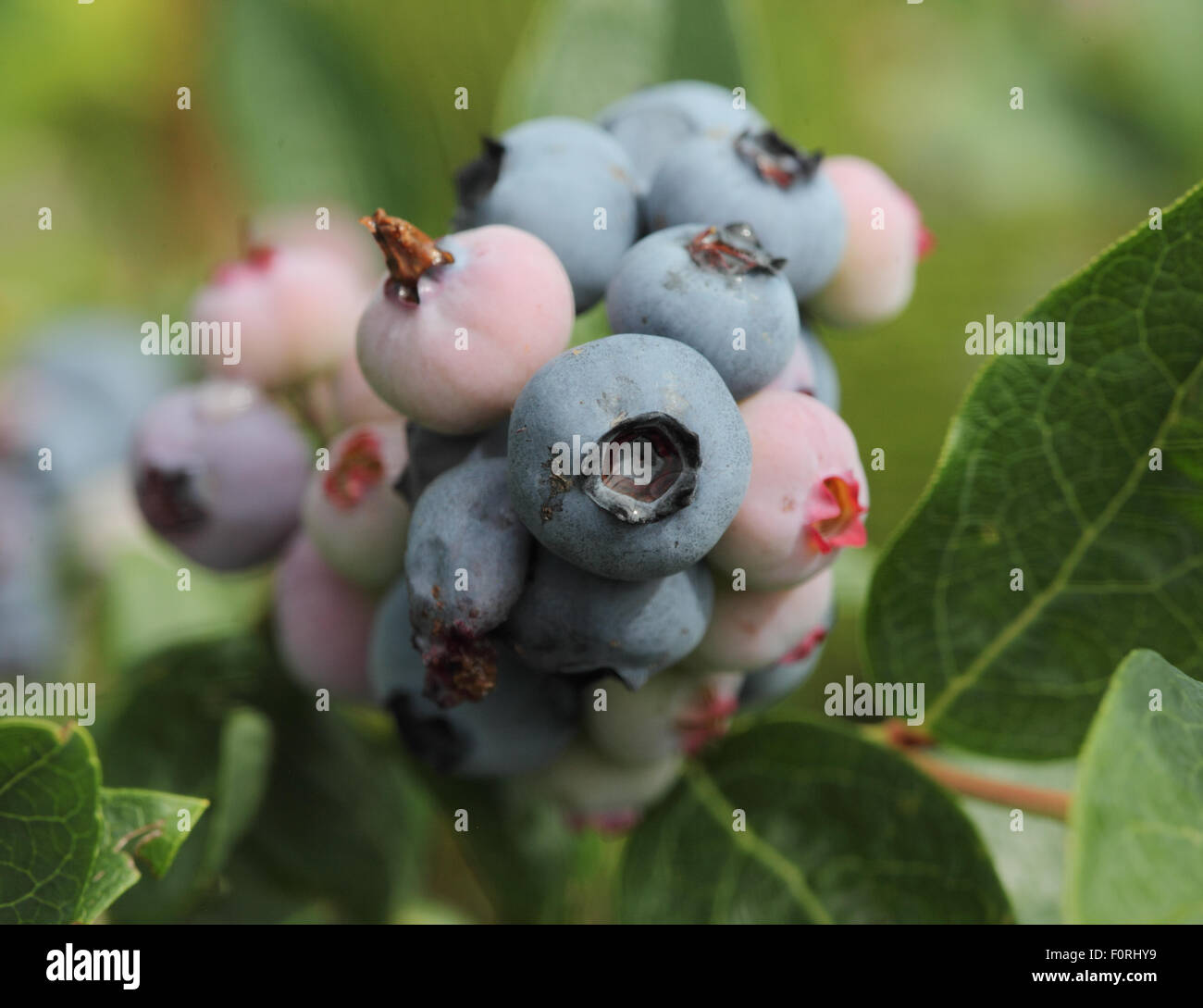 Vaccinium Corymbosum 'Brigetta' Blueberry Nahaufnahme von Obst Stockfoto