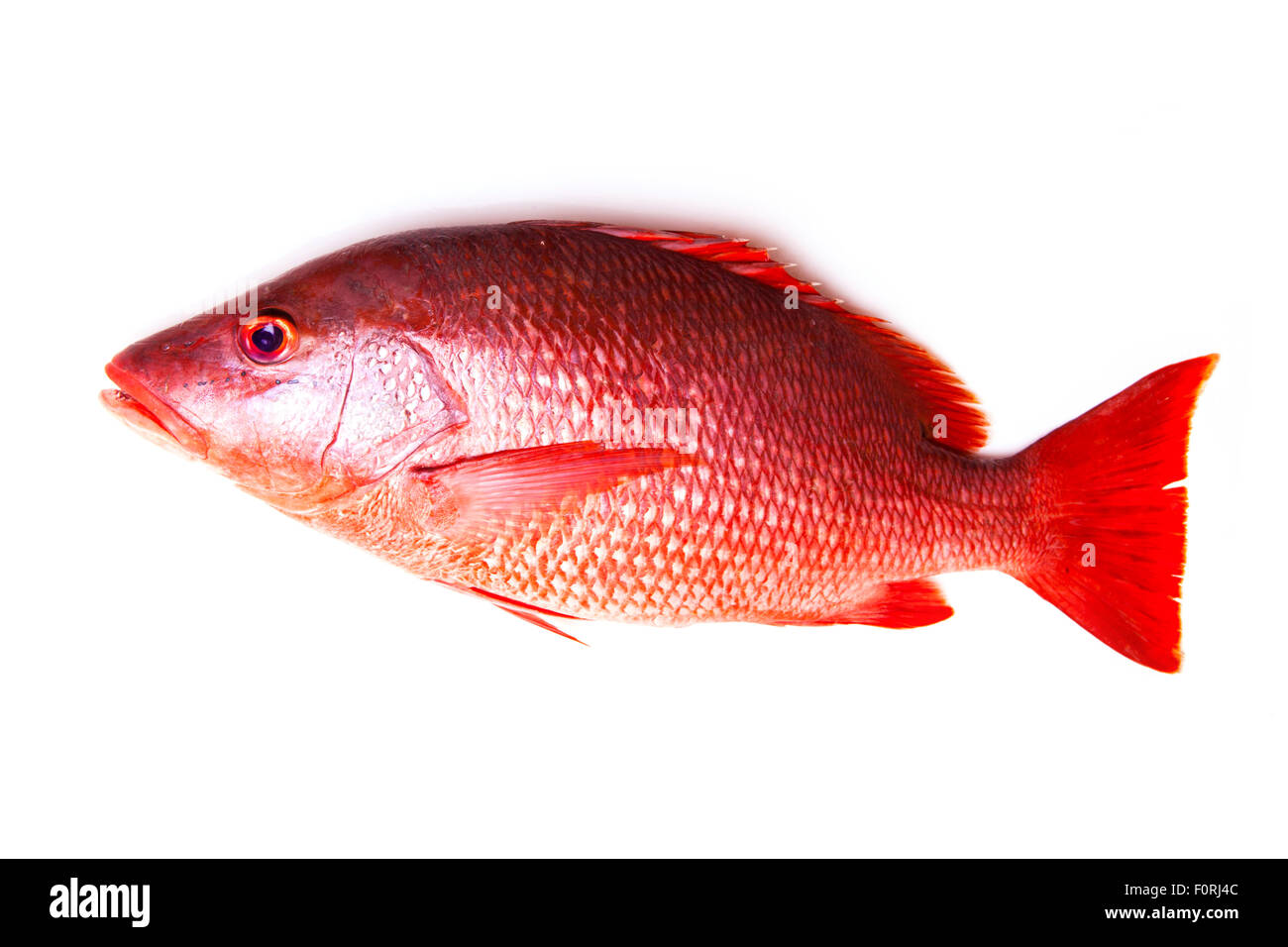 Nördlichen Red Snapper Lutjanus Campechanus Fisch isoliert auf einem weißen Hintergrund. Stockfoto