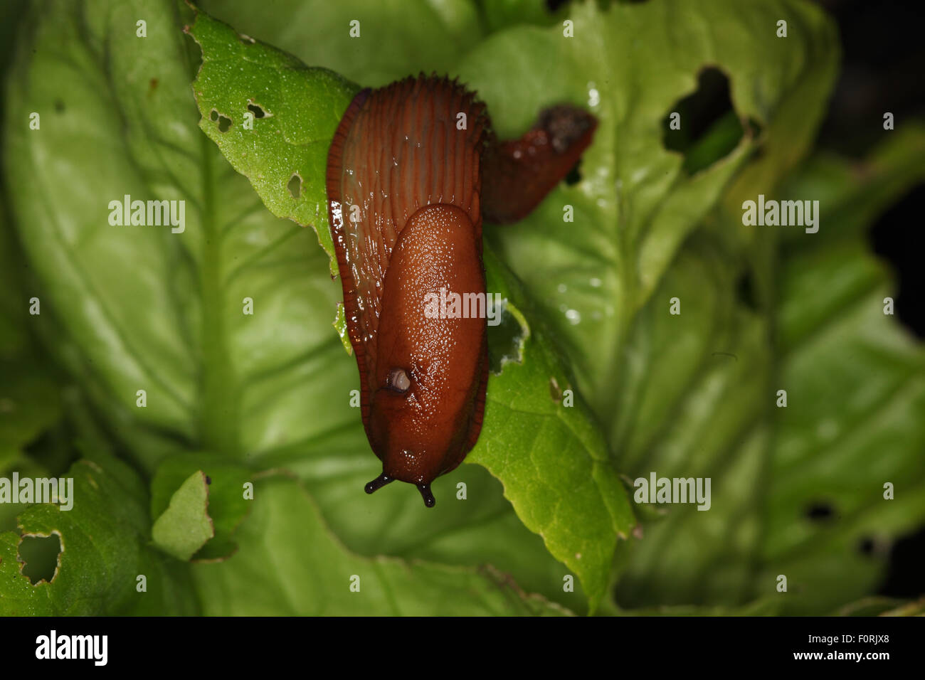 Arion Ater schwarz slug Fütterung auf Salat Stockfoto