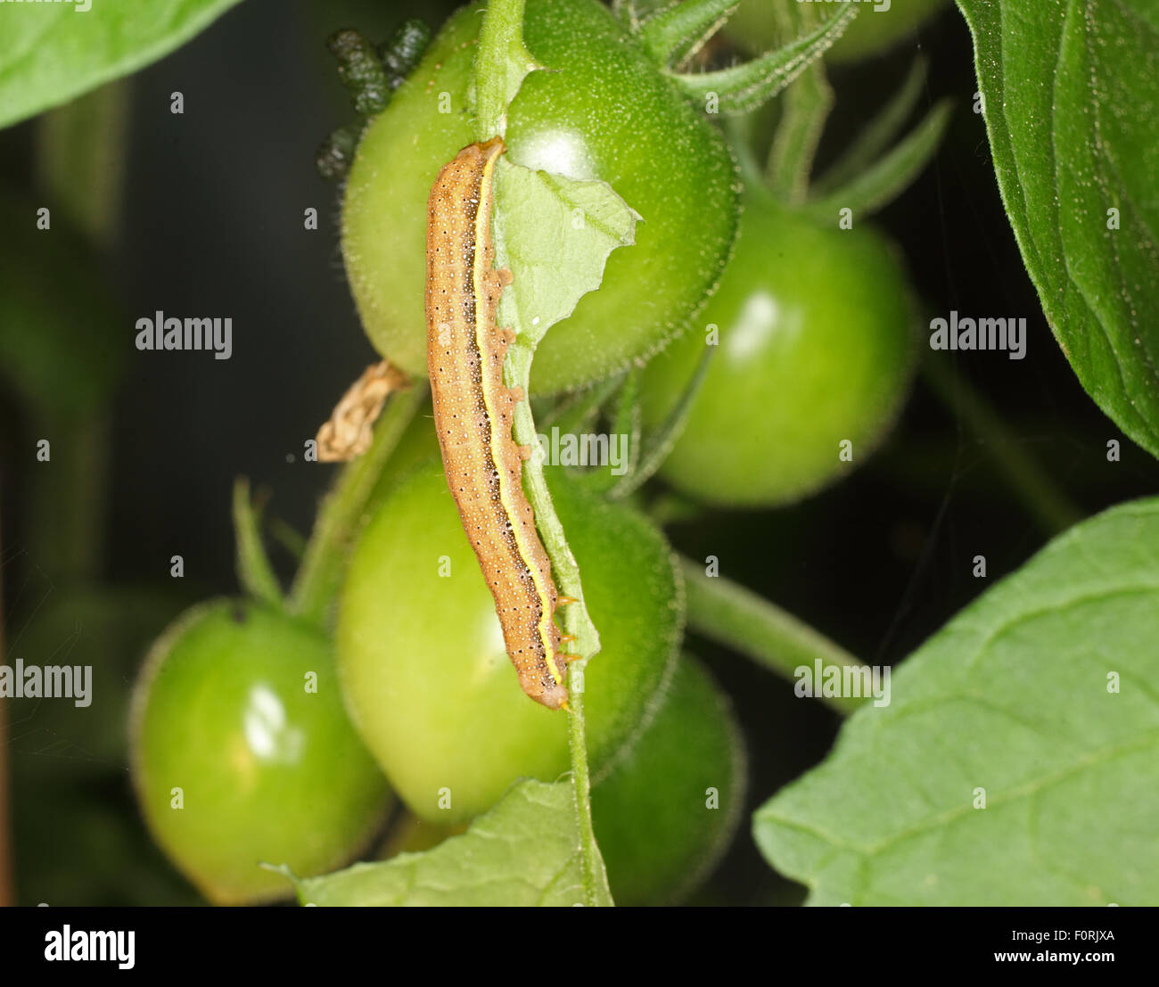 Laconobia Oleracea Leuchtrahmen braune Augen Raupe Fütterung auf Tomaten-Blatt Stockfoto