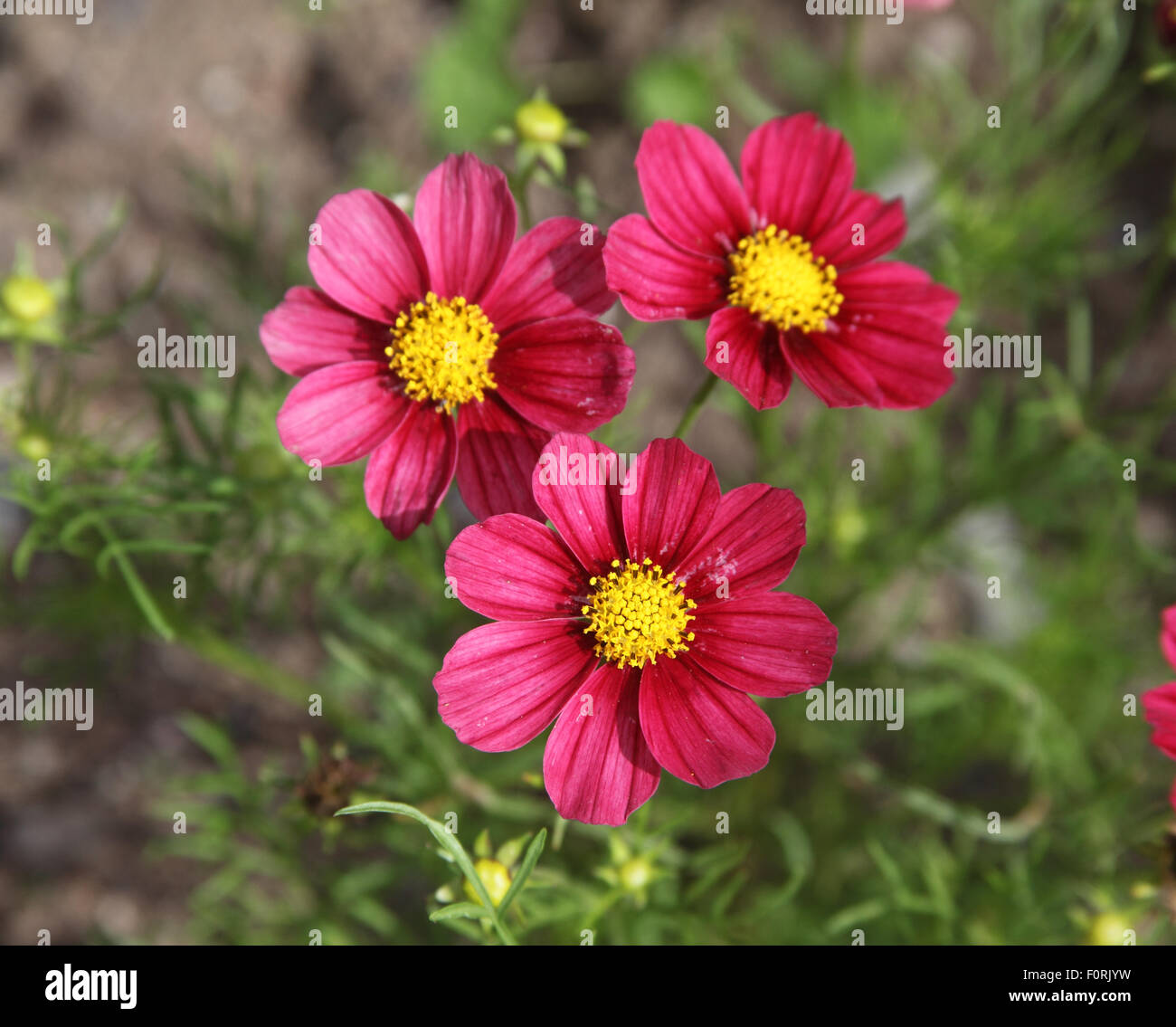 Cosmos Bipinnatus 'Antike' Nahaufnahme von Blumen Stockfoto