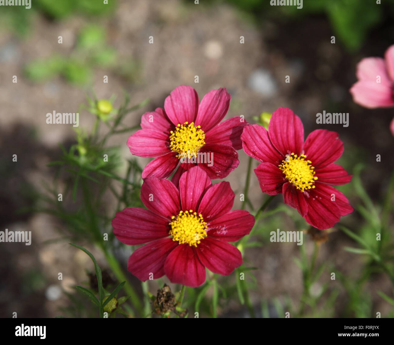Cosmos Bipinnatus 'Antike' Nahaufnahme von Blumen Stockfoto