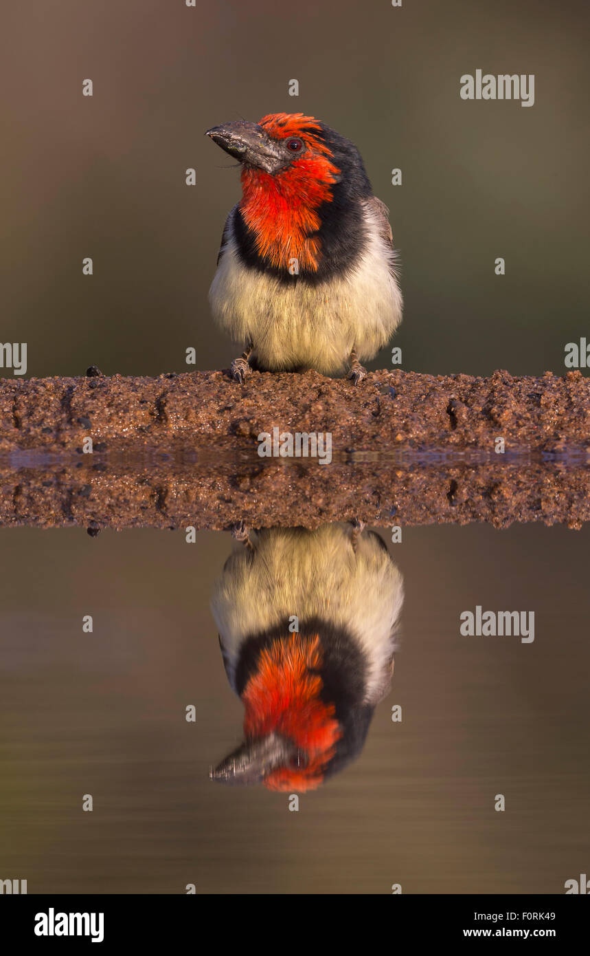 Schwarz collared Barbet (Lybius Manlius), Zimanga private Game reserve, KwaZulu-Natal, Südafrika Stockfoto