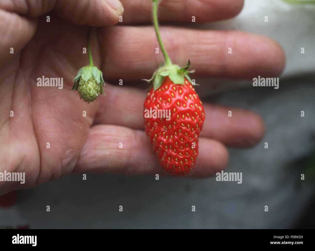 Fragaria Ananassa 'Tarpan F1' Strawberry Nahaufnahme von reifen Früchten Stockfoto