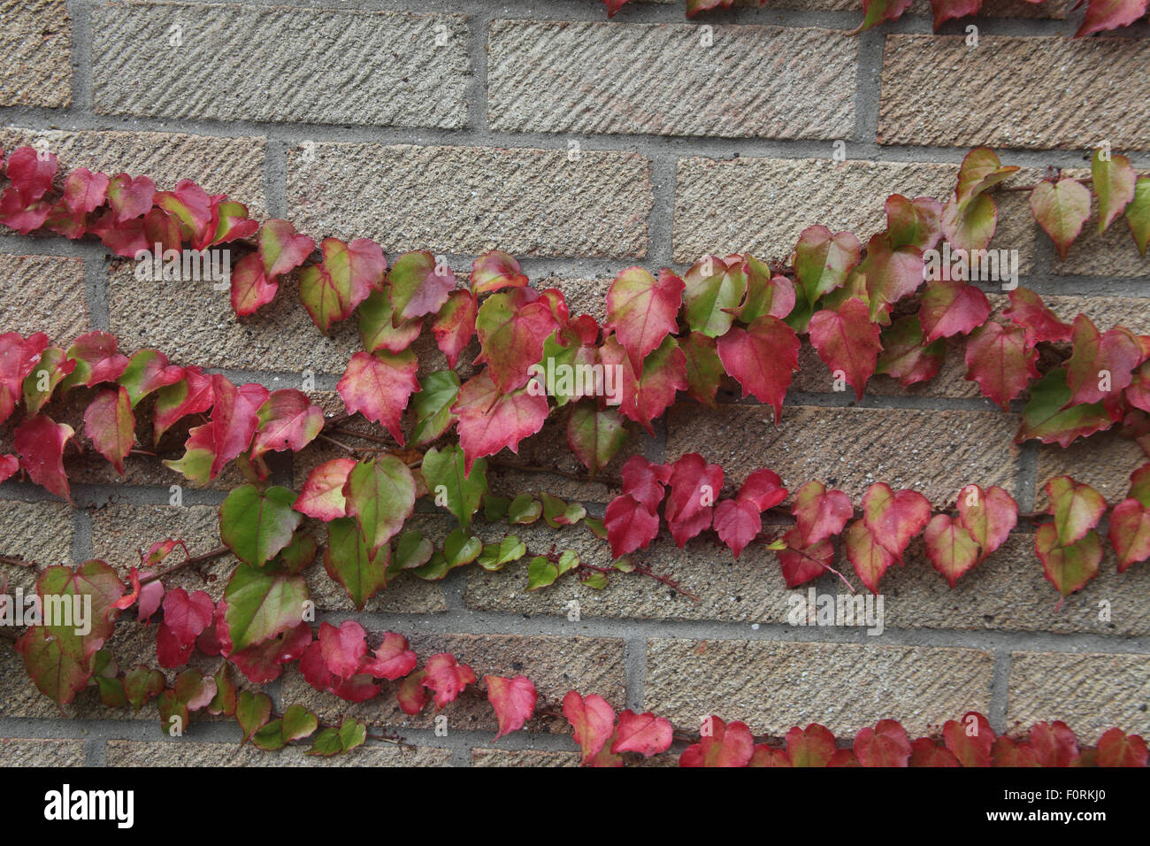 Parthenocissus Tricuspidata Boston-Efeu wächst auf Ziegelmauer Stockfoto
