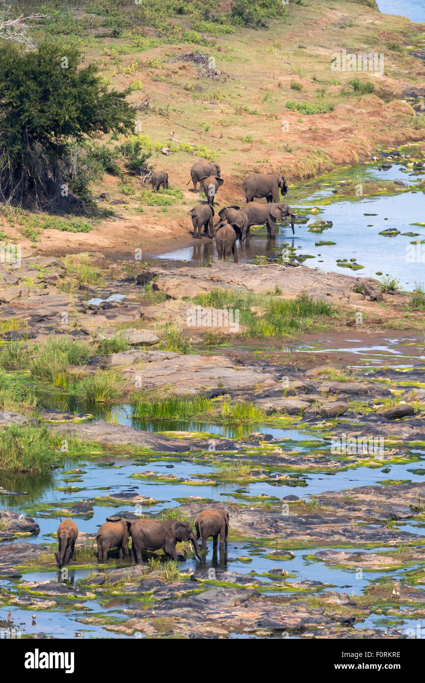Afrikanische Elefanten (Loxodonta Africana), Oliphants Fluss, Krüger Nationalpark, Südafrika Stockfoto