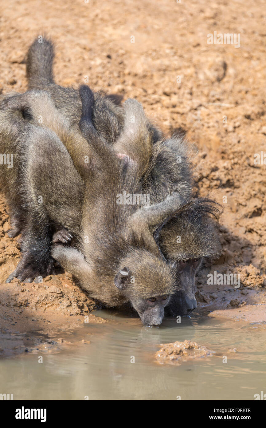 Chacma Paviane (Papio Cynocephalus) am Wasserloch, Mkhuze Wildgehege, KwaZulu-Natal, Südafrika Stockfoto