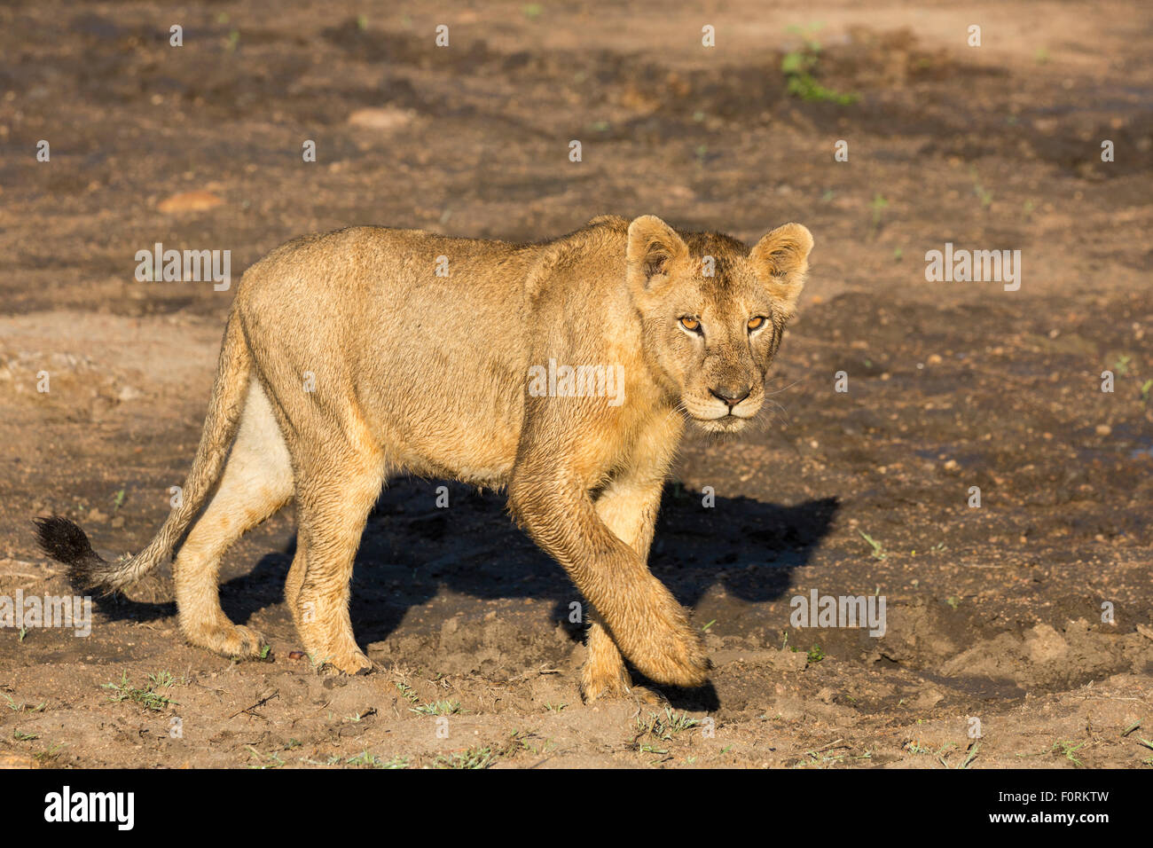 Junger Löwe (Panthera Leo), Krüger Nationalpark, Südafrika Stockfoto