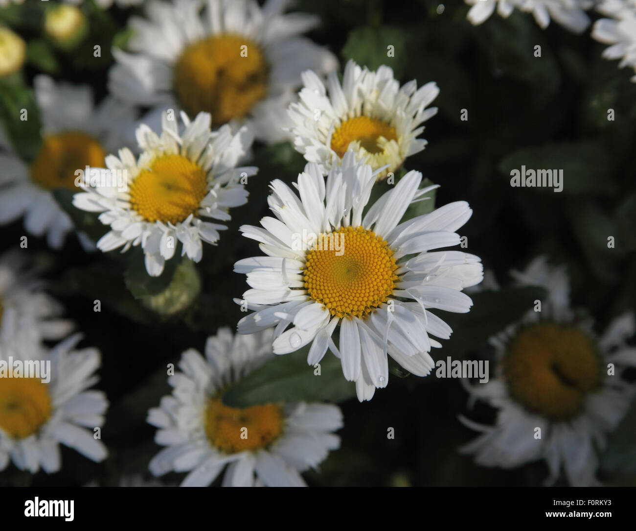 Leucanthemum 'Freak' Nahaufnahme Blume Stockfoto