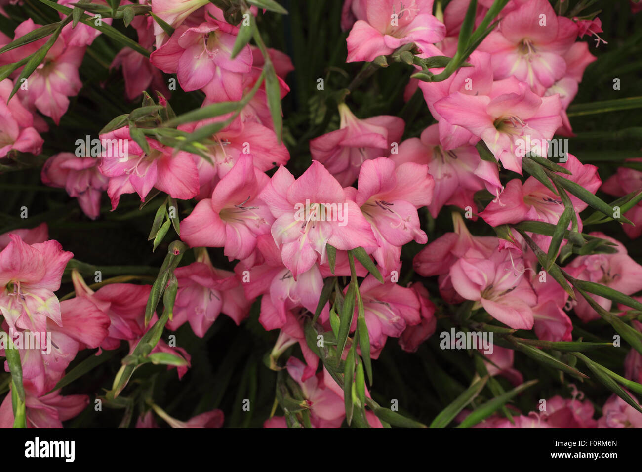 Nanus Gladiolus "Charme" Nahaufnahme von Blumen Stockfoto
