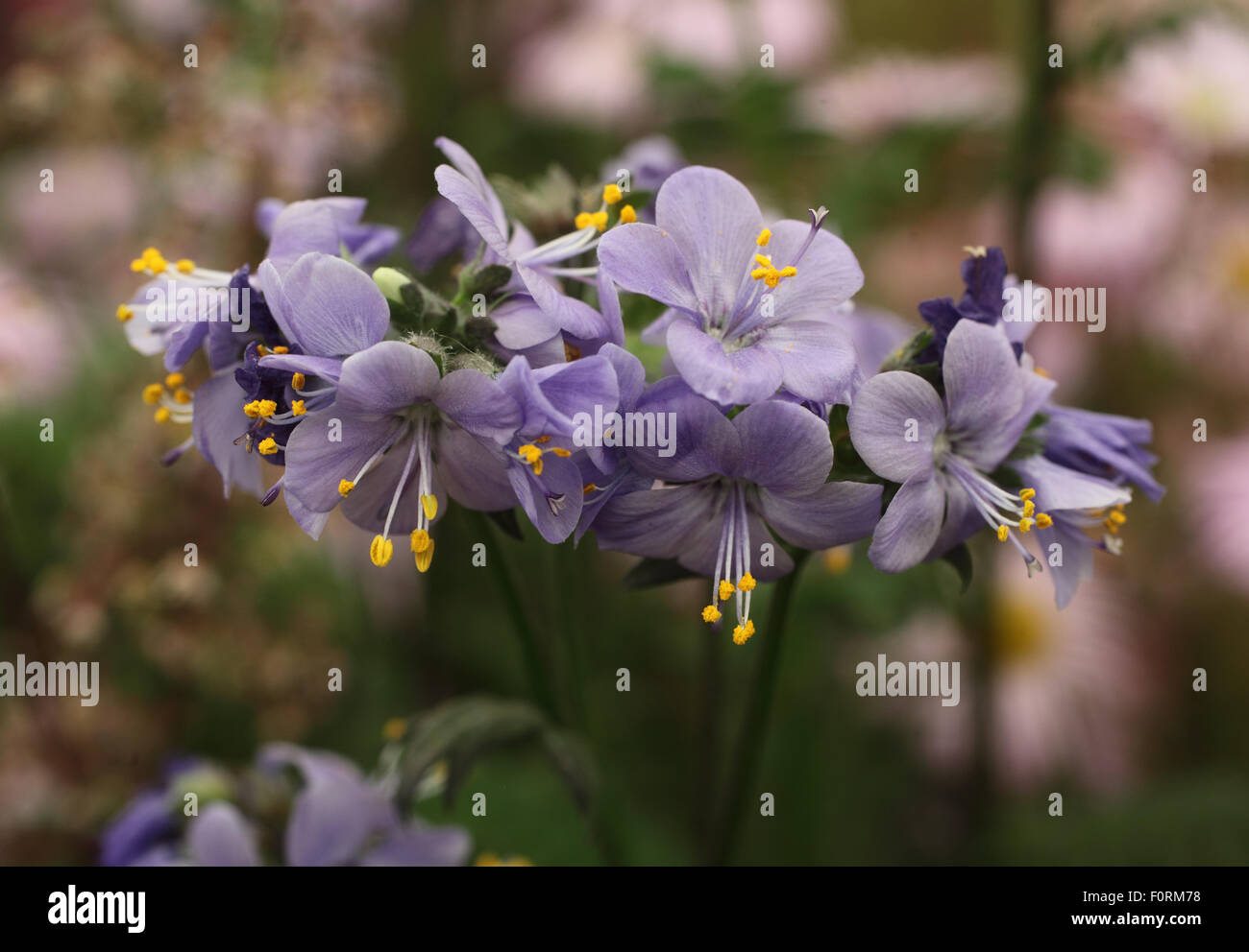 Polemonium Yezoense 'Purple Rain' Nahaufnahme von Blumen Stockfoto