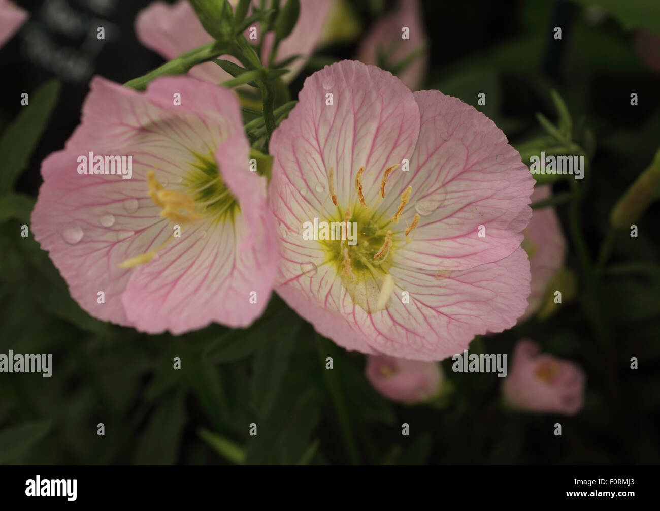 Oenothera Speciosa 'Siskiyou' Nahaufnahme Blume Stockfoto