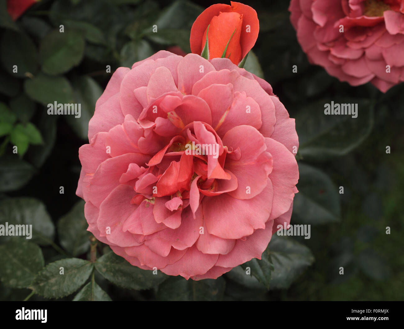 Rosa "Hot Chocolate" Nahaufnahme Blume Stockfoto