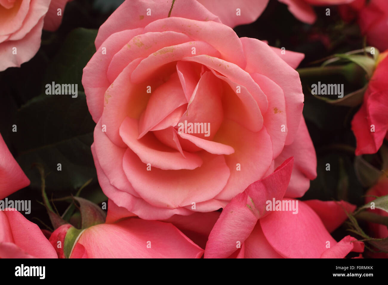 Rosa "Schöne Dame" Nahaufnahme Blume Stockfoto