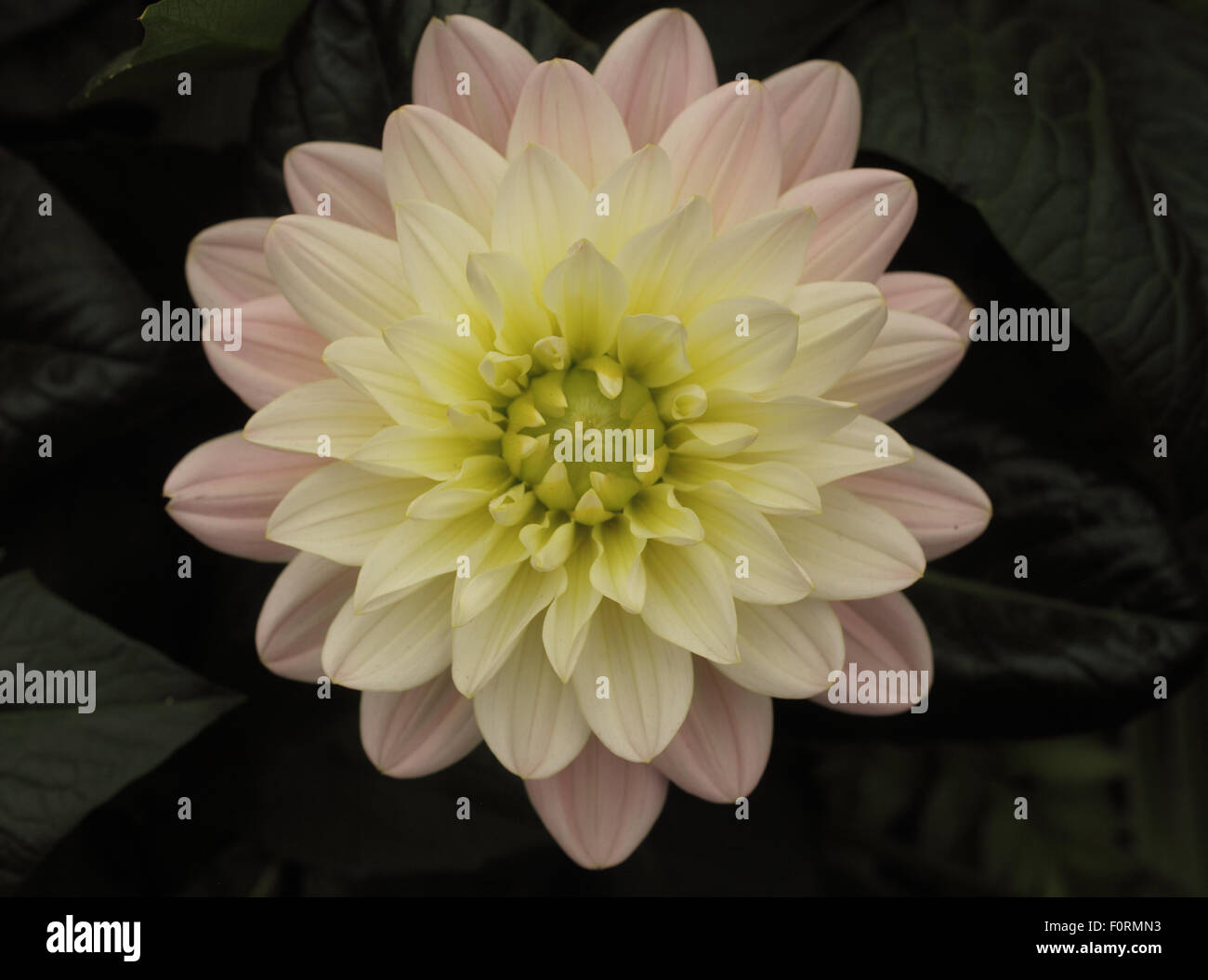 Dahlie 'Dianas Memory' Nahaufnahme Blume Stockfoto