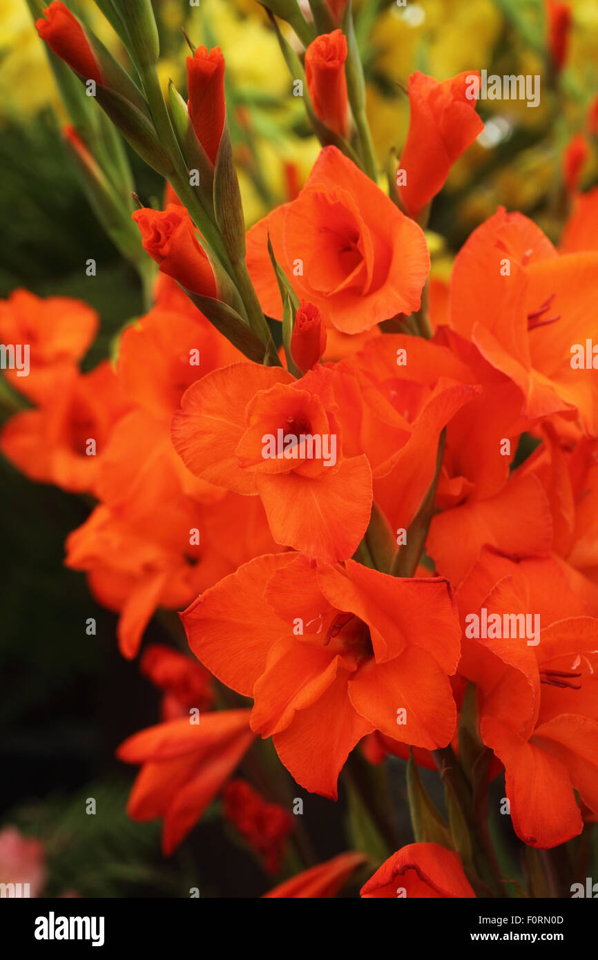 Gladiole "Mama Mia" Nahaufnahme von Blumen Stockfoto