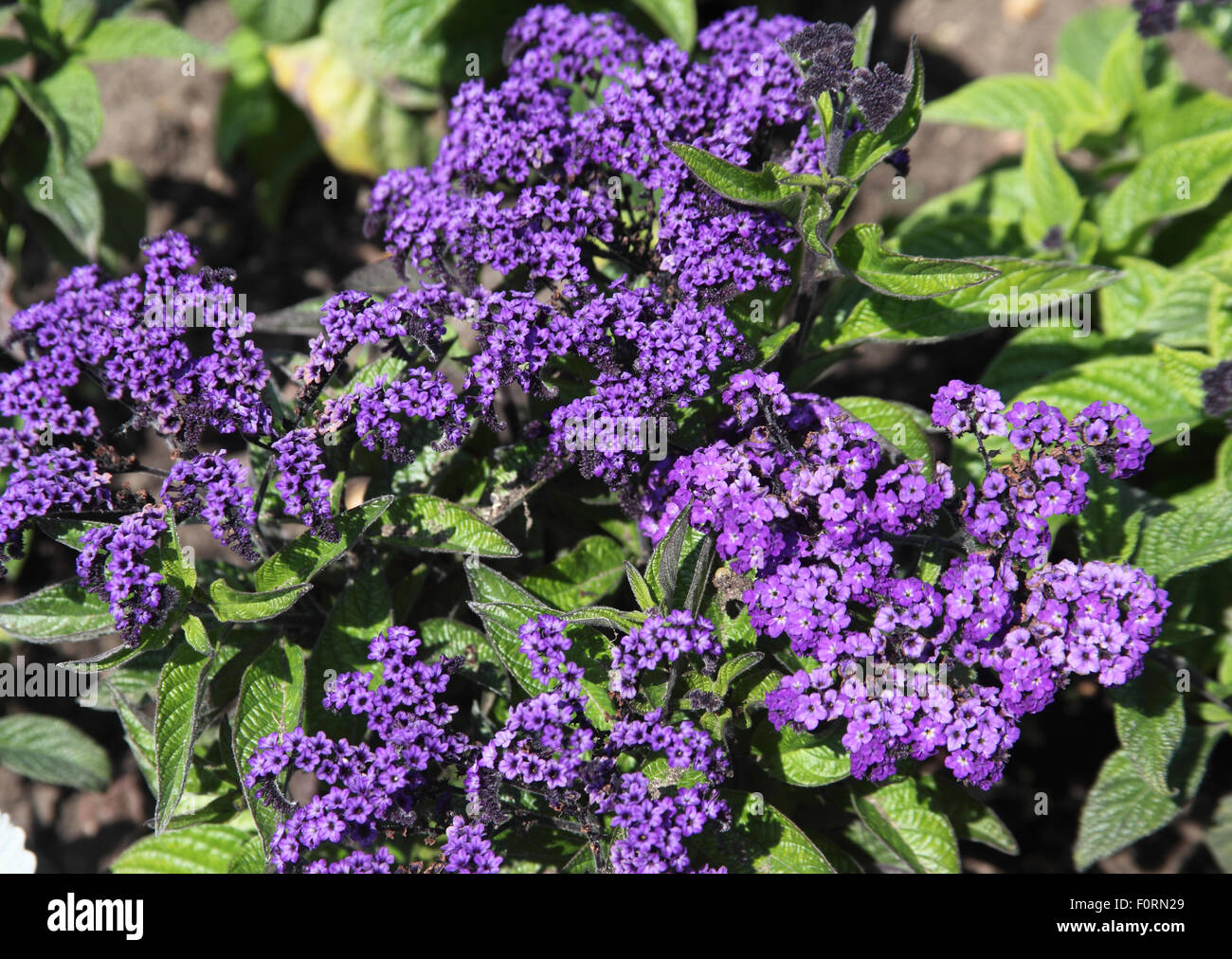 Heliotropum "Prinzessin Marina" Nahaufnahme Blume Stockfoto