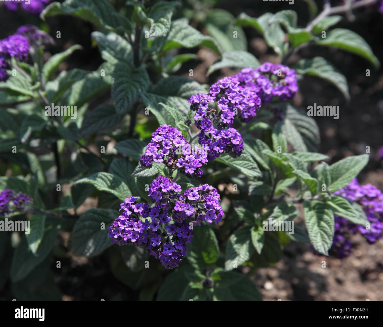 Heliotropum "Prinzessin Marina" Nahaufnahme Blume Stockfoto