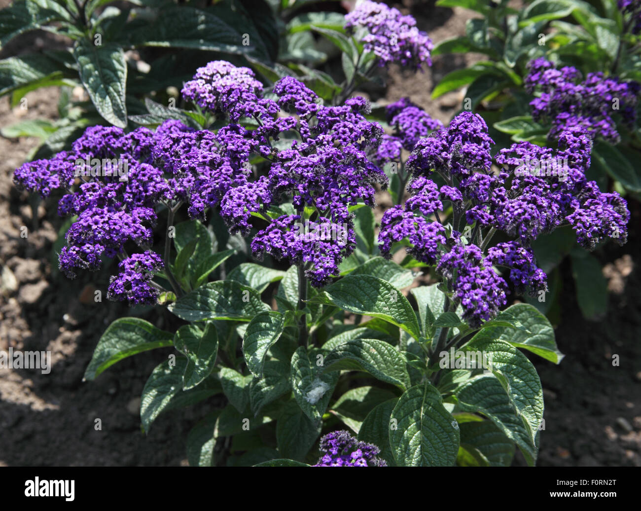 Heliotropum "Prinzessin Marina" Nahaufnahme von Blumen Stockfoto