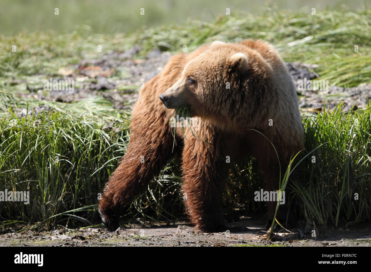 Kodiak Braunbär Beweidung & Nahrungssuche Erwartung der Ankunft des Laichens Lachs am Uyak Bay, Kodiak Island, Alaska Stockfoto