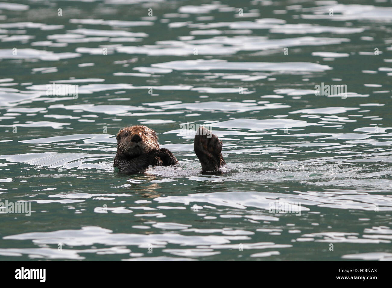 Sea Otter in Uyak Bay, Kodiak Insel, Alaska. Stockfoto