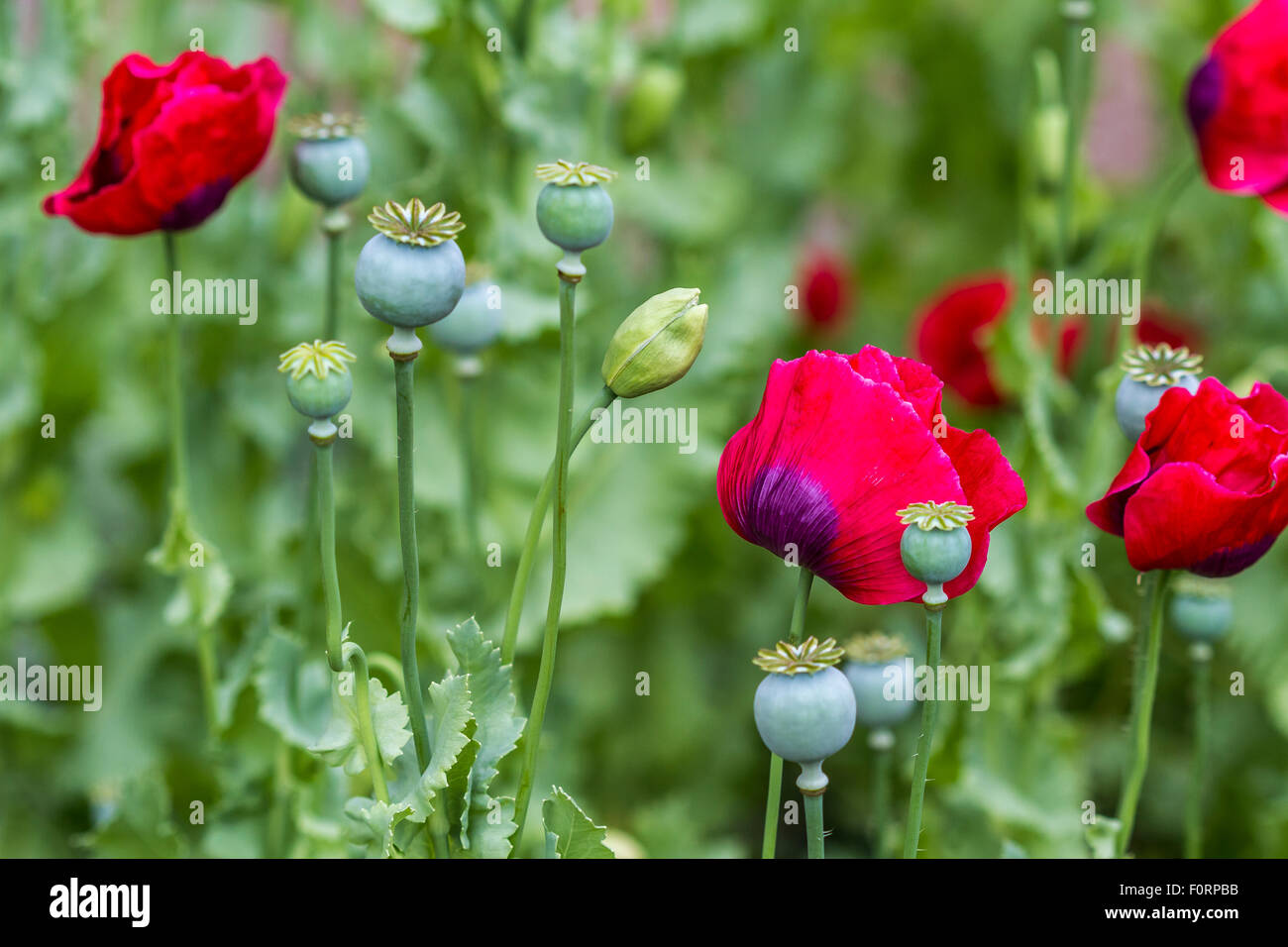 Mohnblumen wachsen in einem Englischen Garten, einer blühenden Pflanze in der Unterfamilie Papaveroideae der Familie Papaveraceae, England, Großbritannien Stockfoto