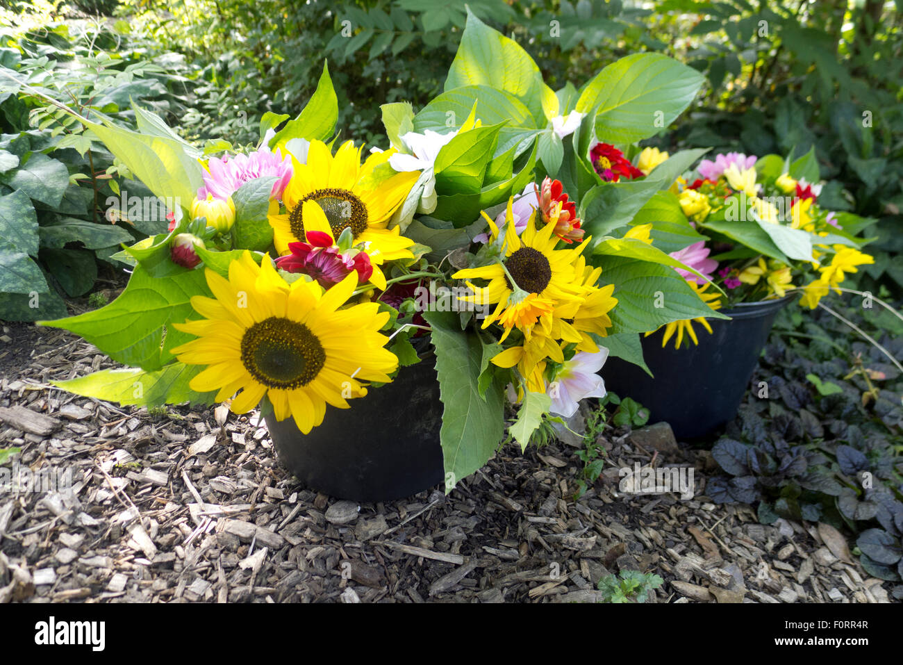 Sommer Garten Strauß in Eimer, Niederlande Stockfoto