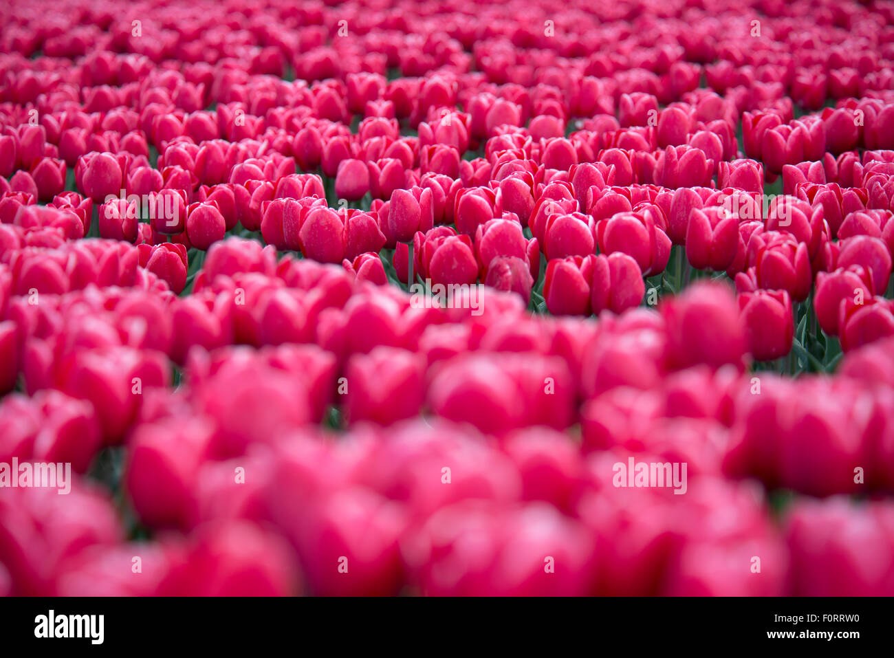 viele rote Tulpen im Feld Stockfoto
