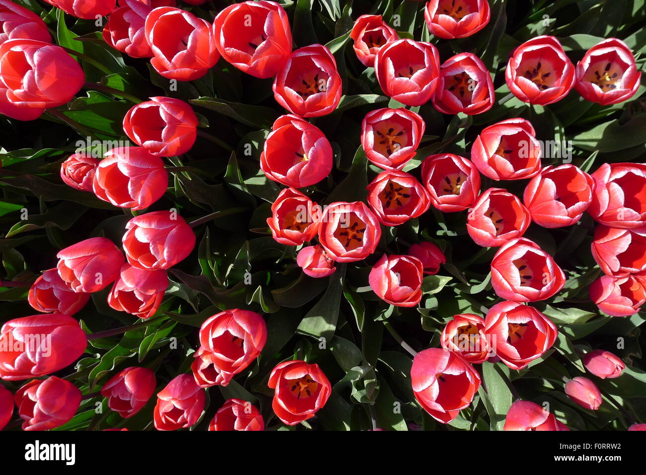viele rote Tulpen im Feld Stockfoto