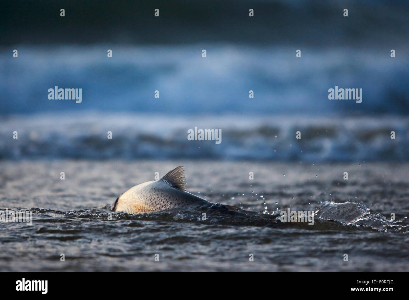 Meerforelle (Salmo Trutta) Migration aus dem Meer auf einem Fluß zum Kopf stromaufwärts, im flachen Wasser, Vester Herred, Bornholm, Dänemark Stockfoto