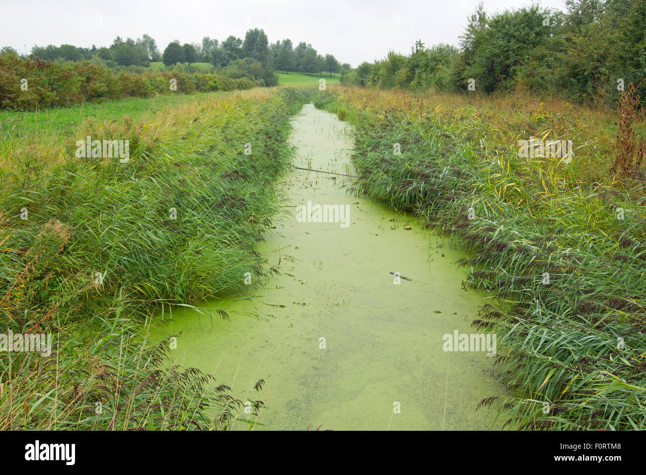Teich Unkraut bedeckt Graben, Grande-Synthe, Dünkirchen, Frankreich, September 2010 Stockfoto