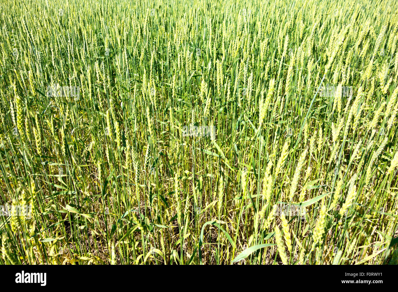 Sommergrün Weizenfeld Stockfoto