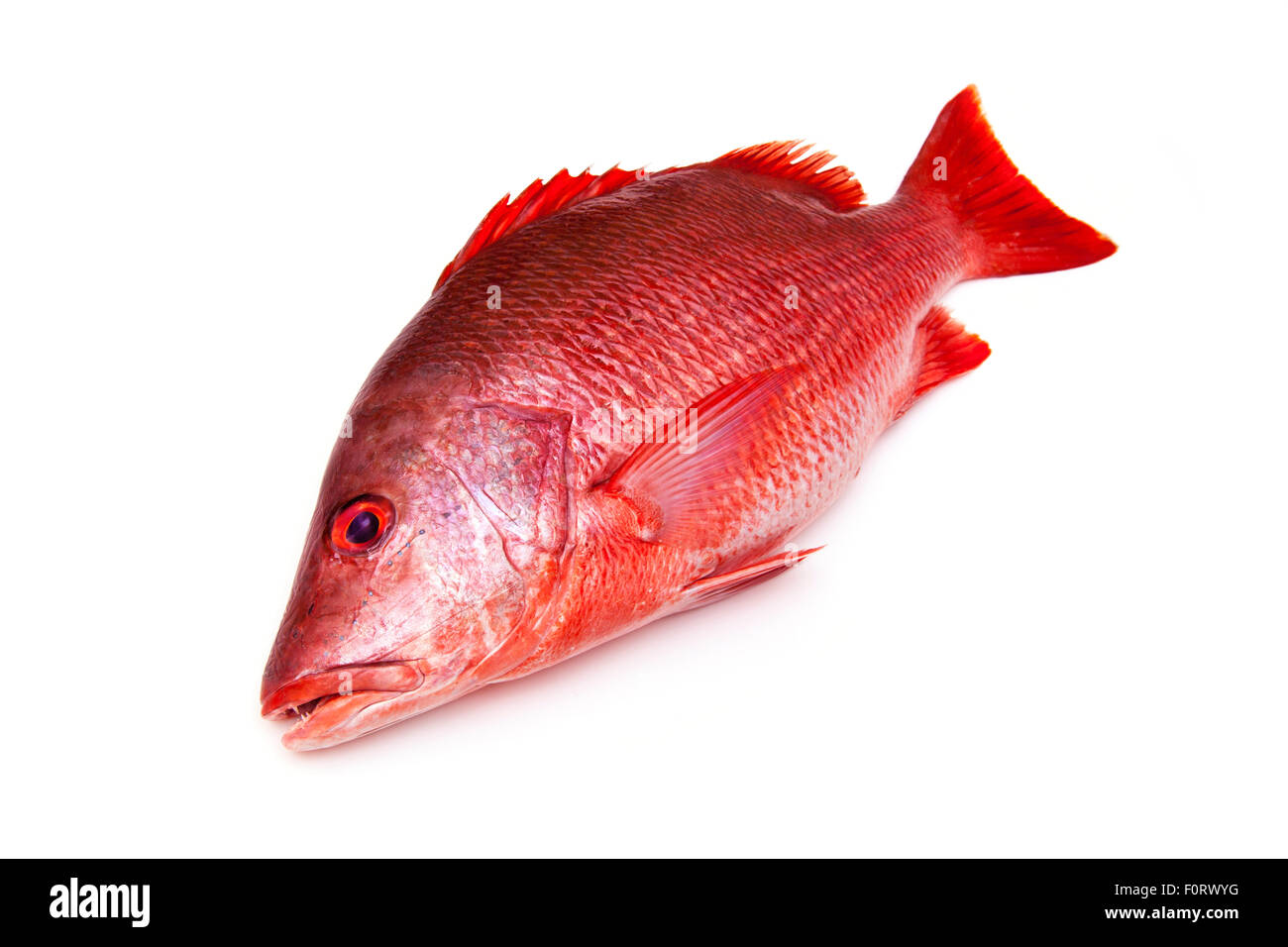 Nördlichen Red Snapper Lutjanus Campechanus Fisch isoliert auf einem weißen Hintergrund. Stockfoto