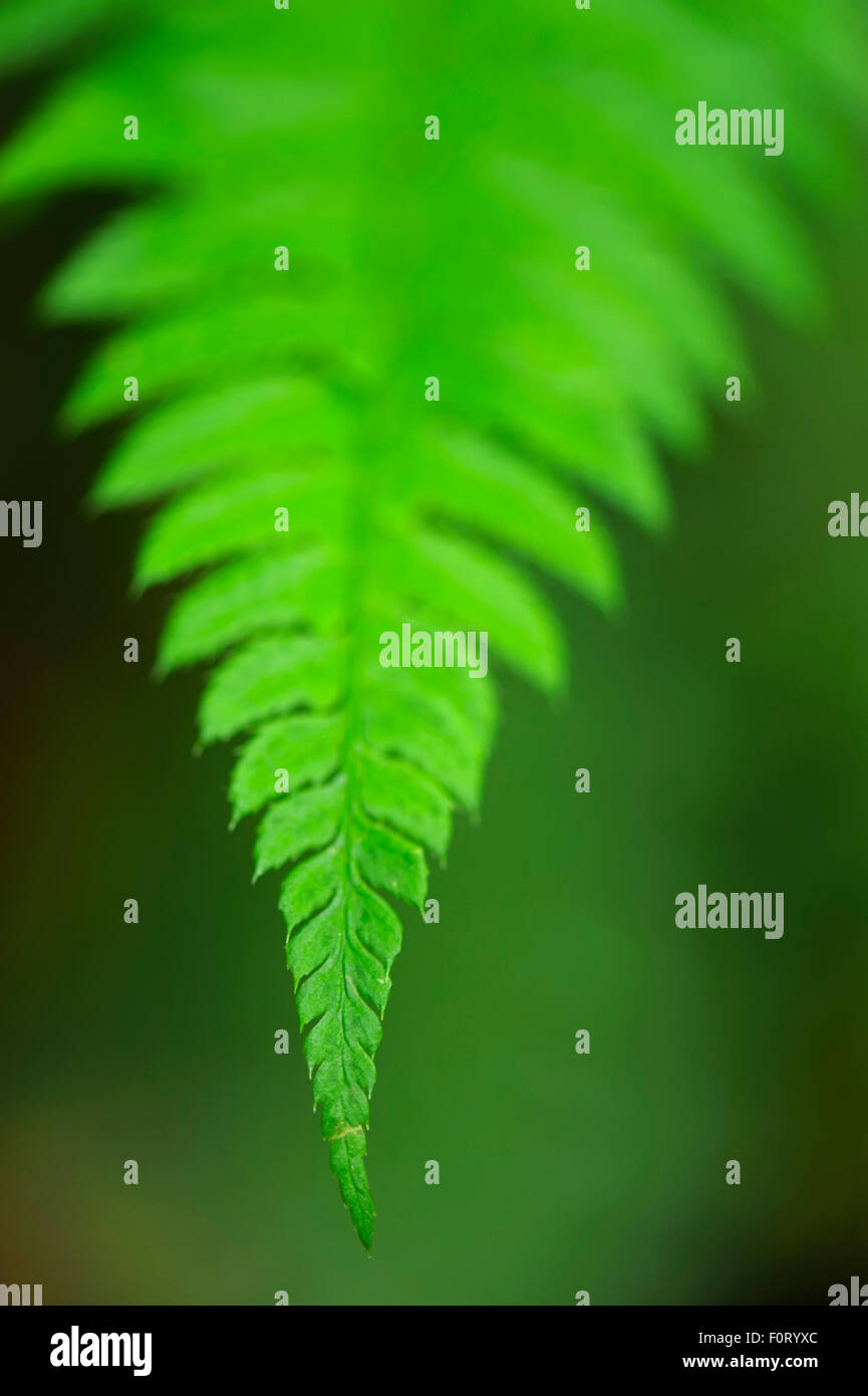 Nahaufnahme von einem Ladyfern (entstanden Filix-Femina) Wedel Runcu Tal, Dambovita County, Leota Bergkette, Rumänien, Juli Stockfoto