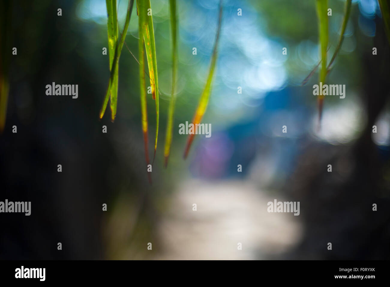 Dünnes Gras, wie Blätter, die von oben über einem unscharfen Hintergrund hängen. Stockfoto