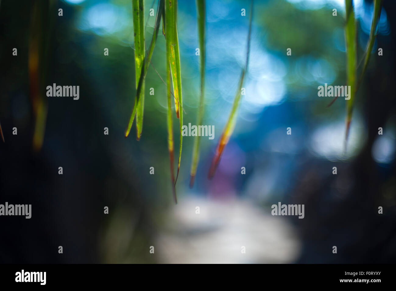 Dünnes Gras, wie Blätter, die von oben über einem unscharfen Hintergrund hängen. Stockfoto