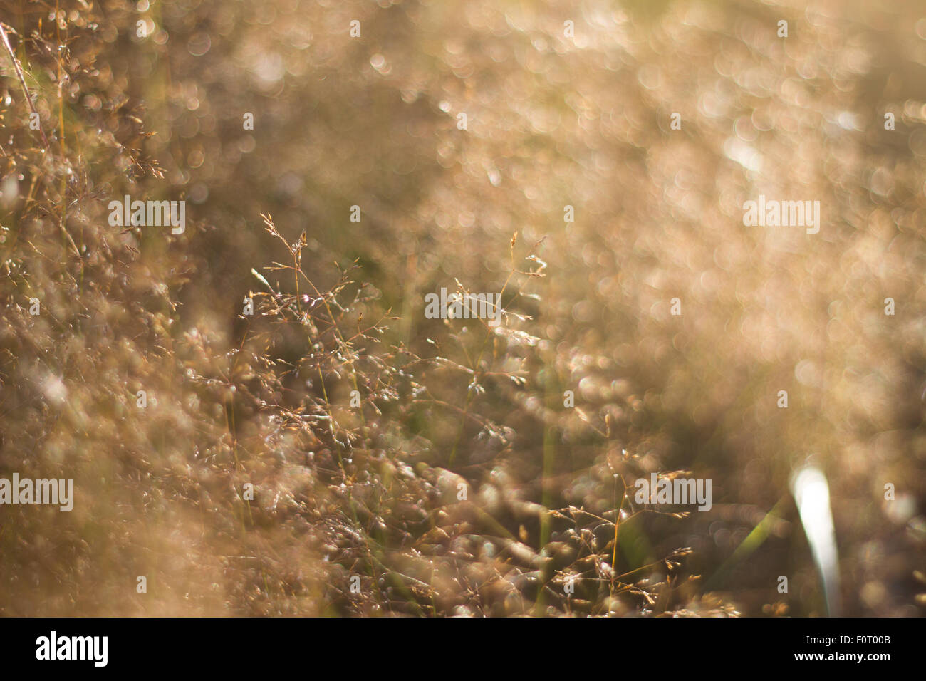 Bokeh Feld Pflanze Sonnentag natürlichen Hintergrund Stockfoto