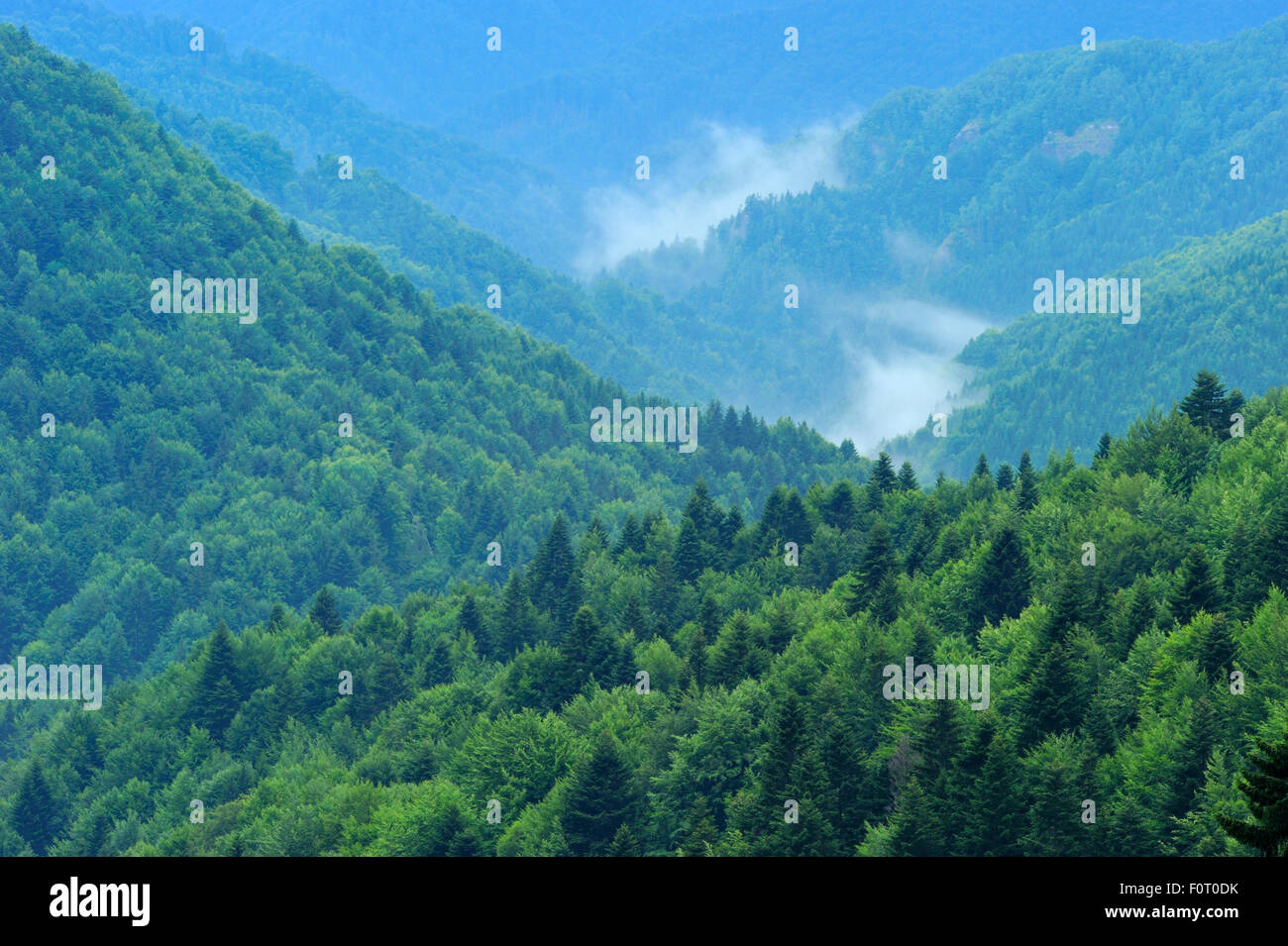 Unberührten Buchenholz (Fagus Sylvatica) und Tannenwald (Abies sp) an einem Berghang in Runcu Tal, Dambovita County, Leota Bergkette, Rumänien, Juli 2011 Stockfoto