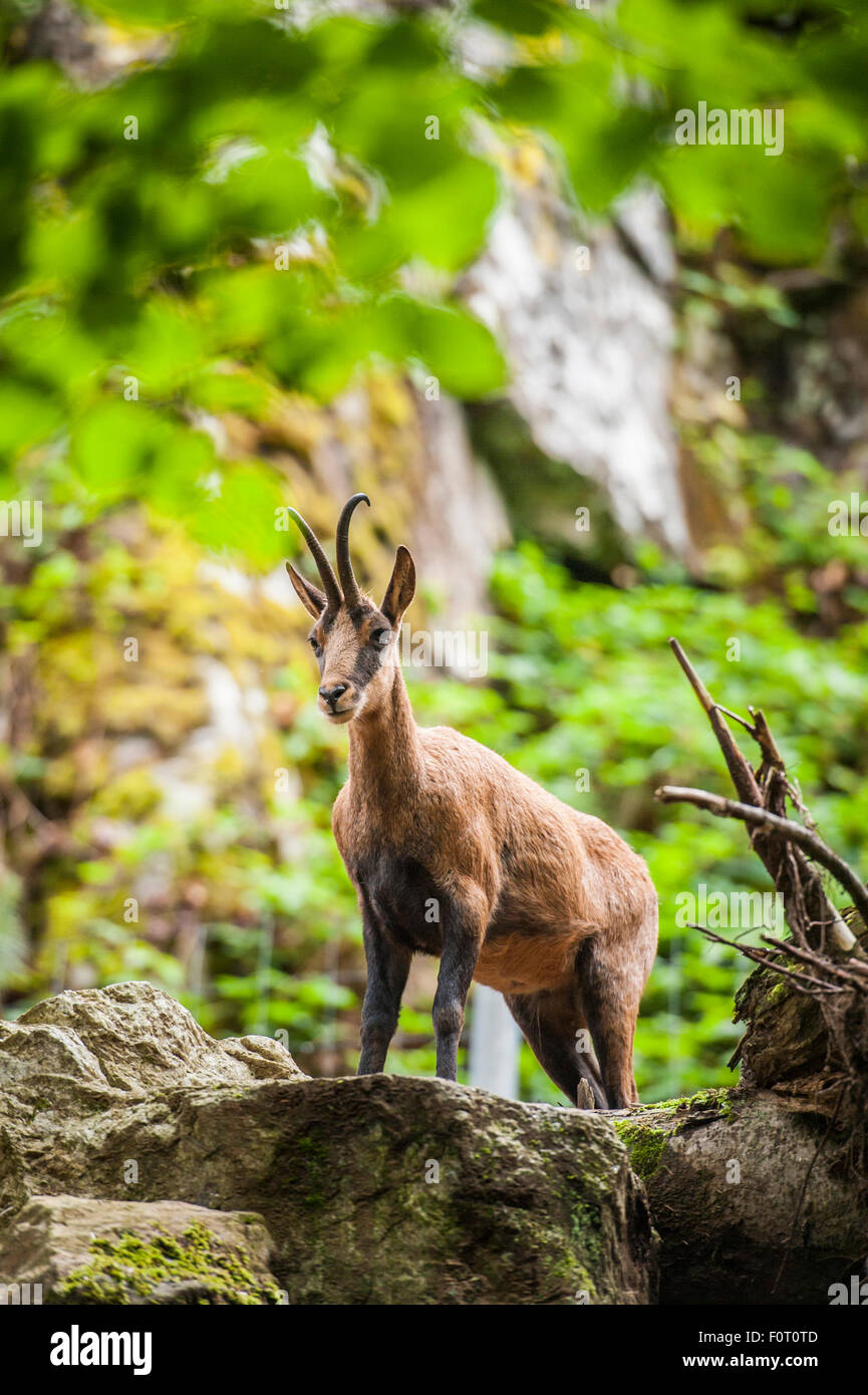 Spanische wilde Ziege in Vall d ' Aran, Spanien Stockfoto