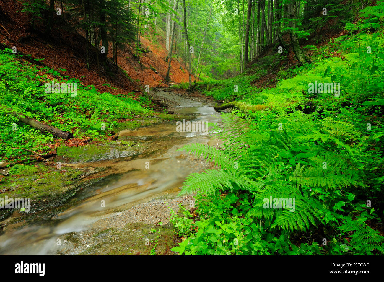 Bach durch (Fagus Sylvatica) Buchenwälder, Runcu Tal, Juli Dambovita County, Leota Bergkette, Rumänien Stockfoto