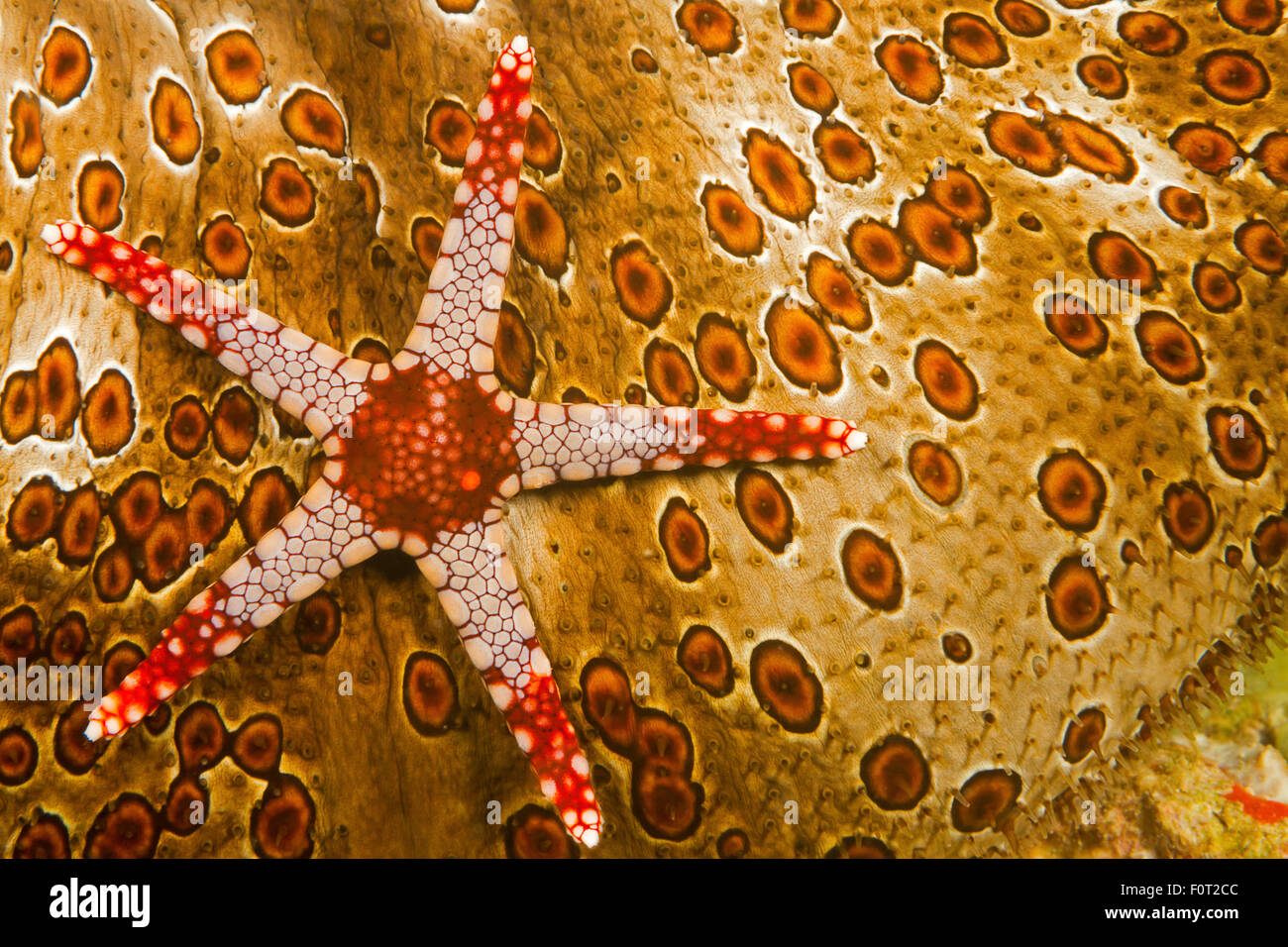 Eine Halskette Seastar, Fromia Monilis, auf eine Seegurke, Bohadaschia Argus, Yap, Mikronesien. Stockfoto